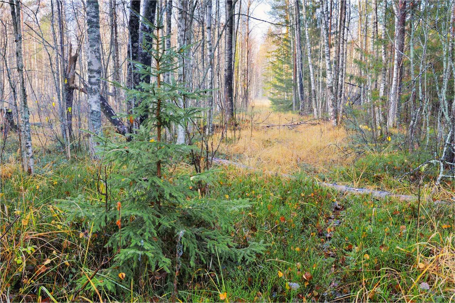 , Анатолий Гулин