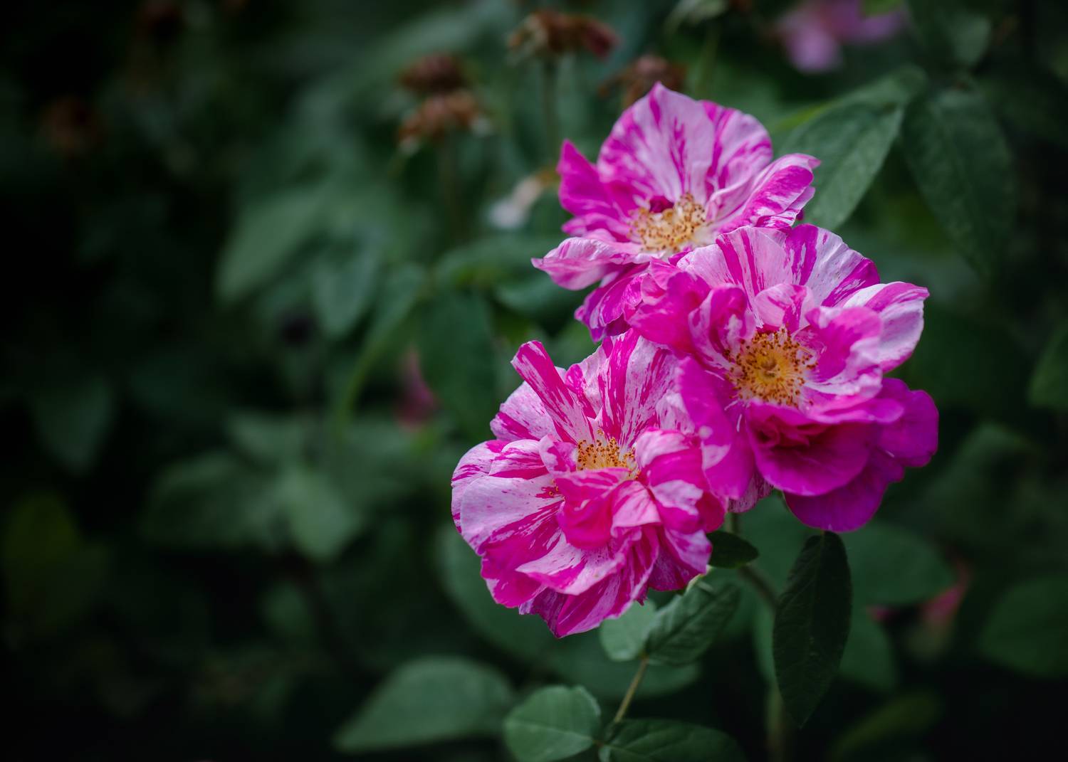 , Бравичева Анастасия