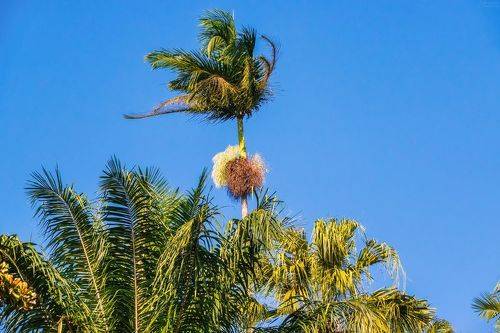 The Royal Botanic Garden, Peradeniya