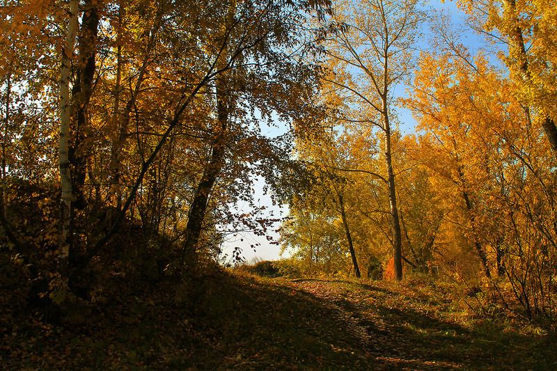 осень, сибирь, россия .. фото превью