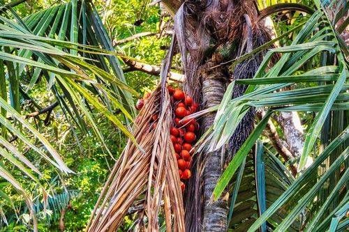 The Royal Botanic Garden, Peradeniya
