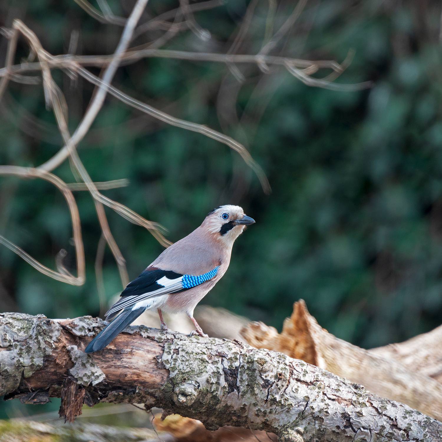 , Алексей Рыльский