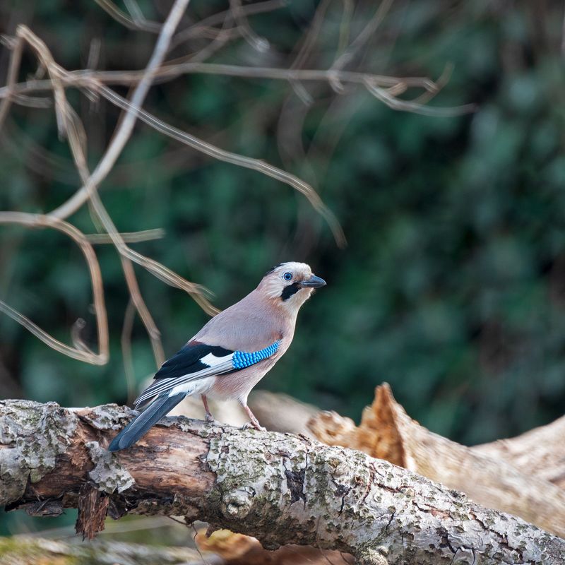 На отдыхе фото превью