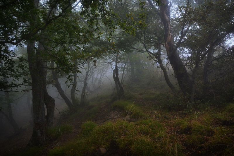 Стена фото превью