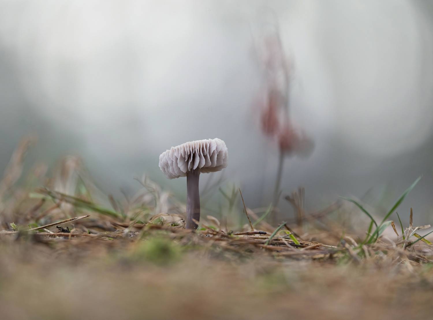 гриб,природа, осень,лес,, Андрей Киселёв