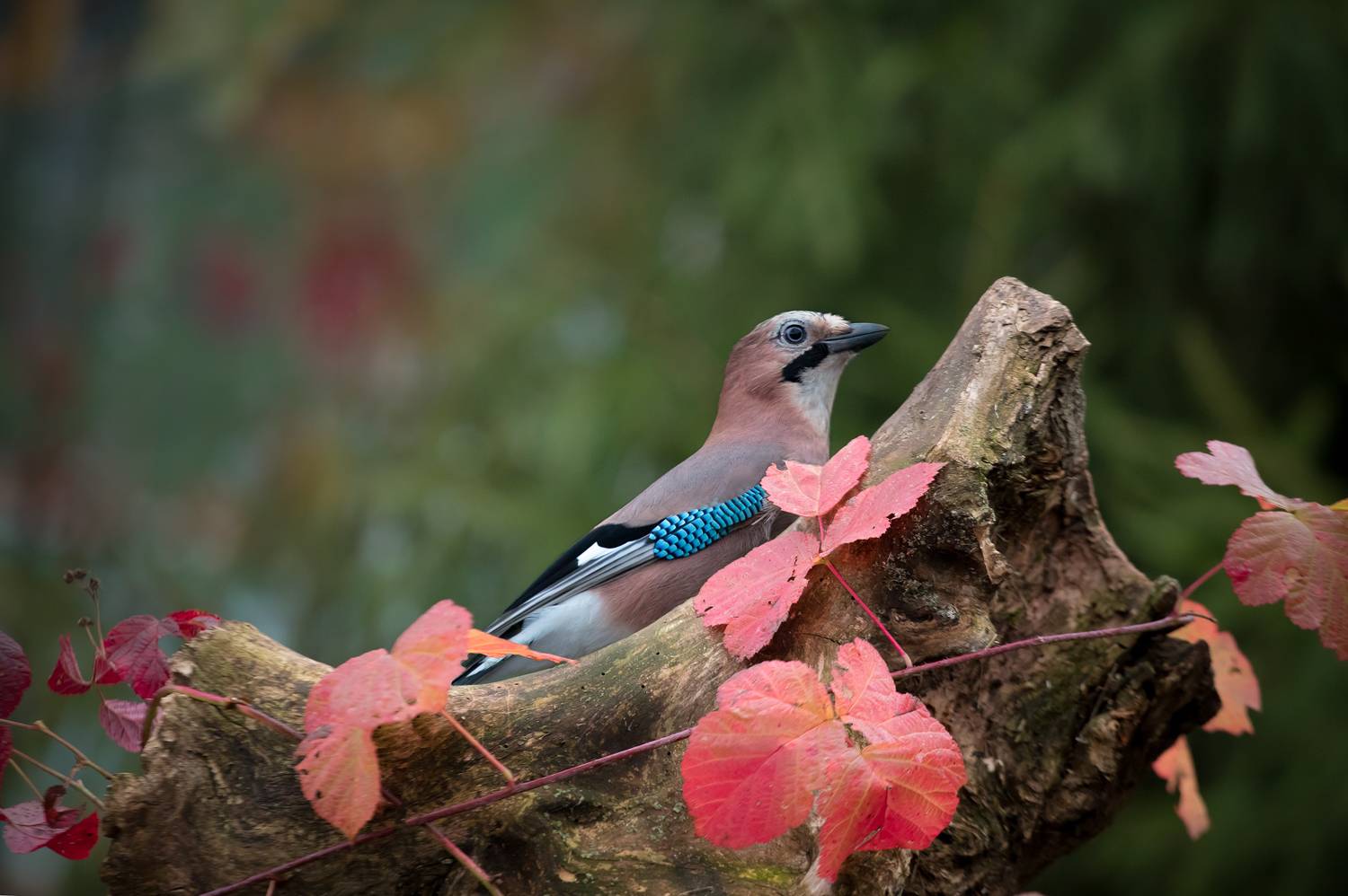 birds, jay, wildlife, птицы, сойка, осень, Алексей Юденков