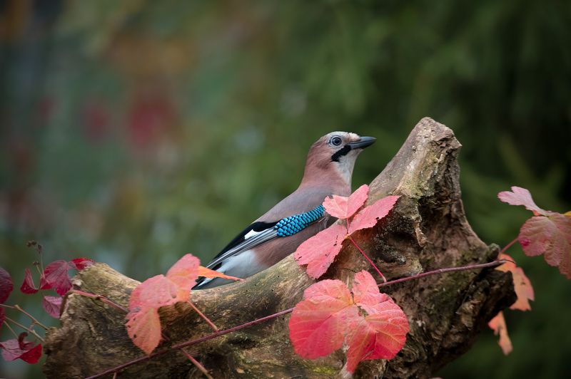 birds, jay, wildlife, птицы, сойка, осень Осенняя сойка фото превью