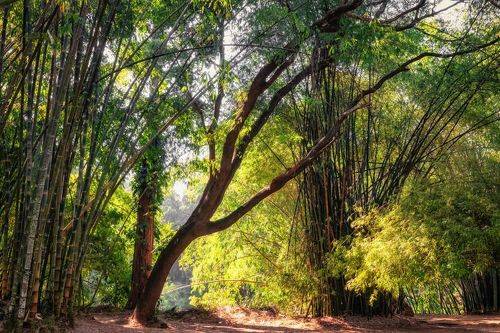The Royal Botanic Garden, Peradeniya