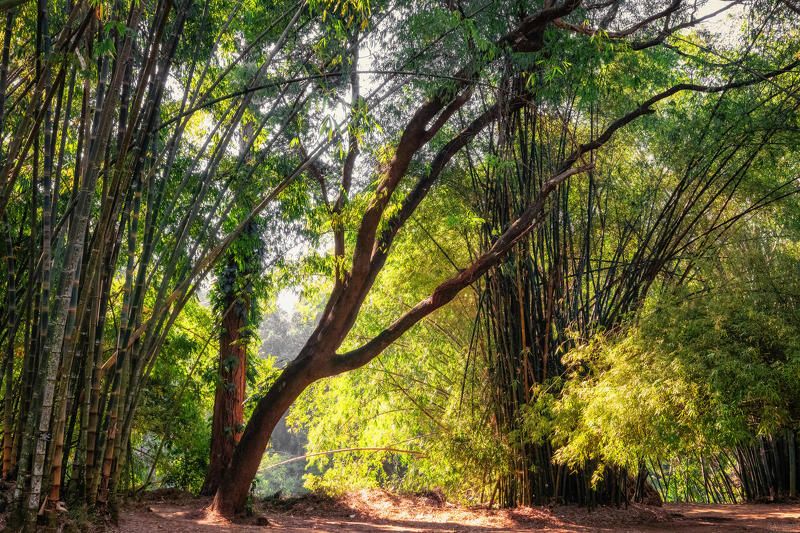 природа, растения, дерево, деревья, ботанический сад, botanical garden, nature, plants, tree, palm The Royal Botanic Garden, Peradeniya фото превью