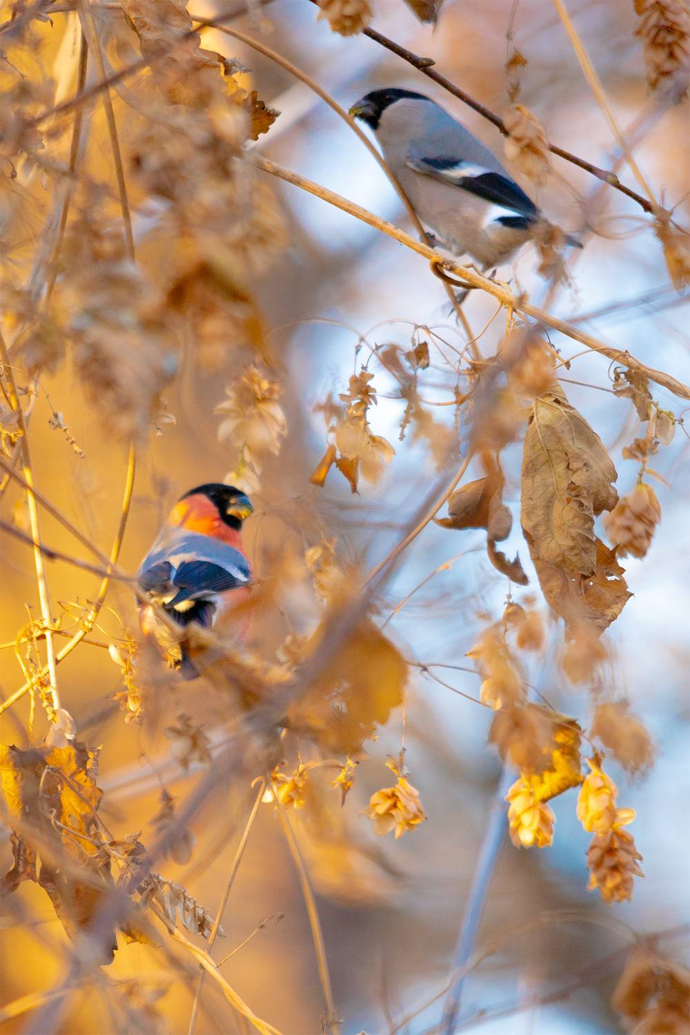 , Чудинин Дмитрий