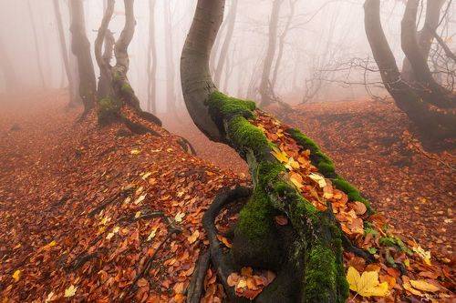 In the Enchanted Forest