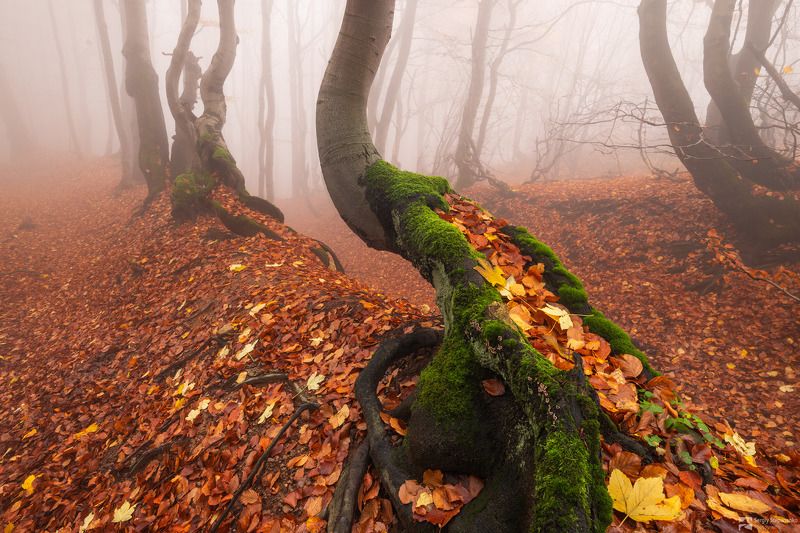 In the Enchanted Forest