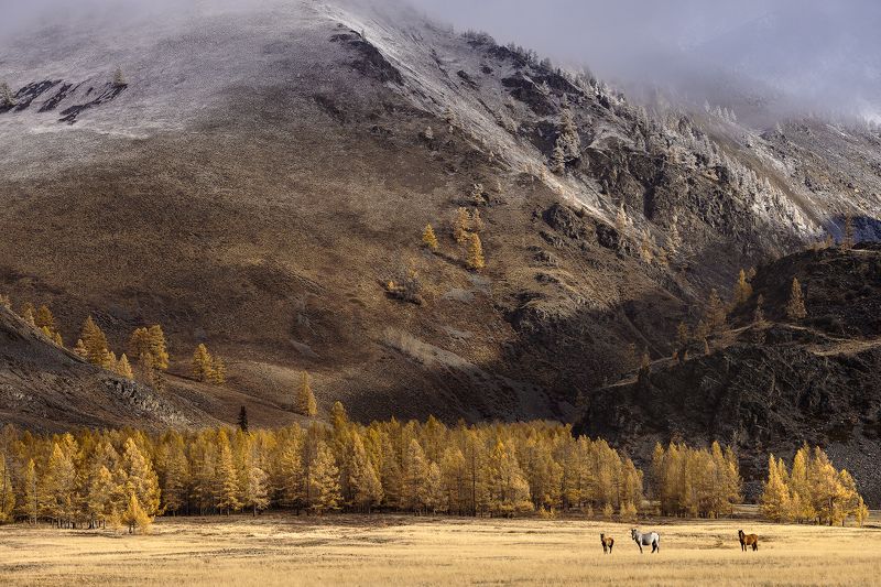 Где-то на Алтае фото превью
