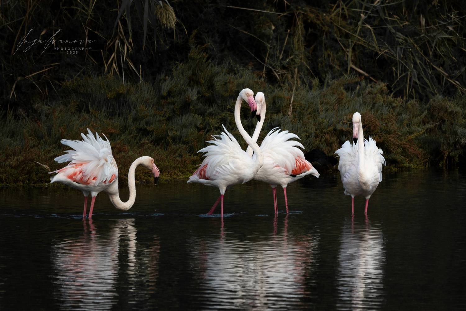 , Инга Иванова