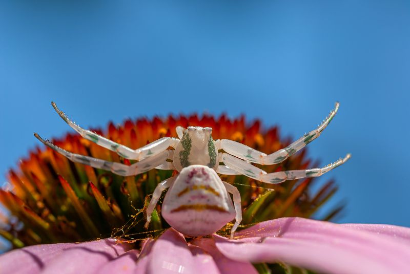 Ловец :))) фото превью