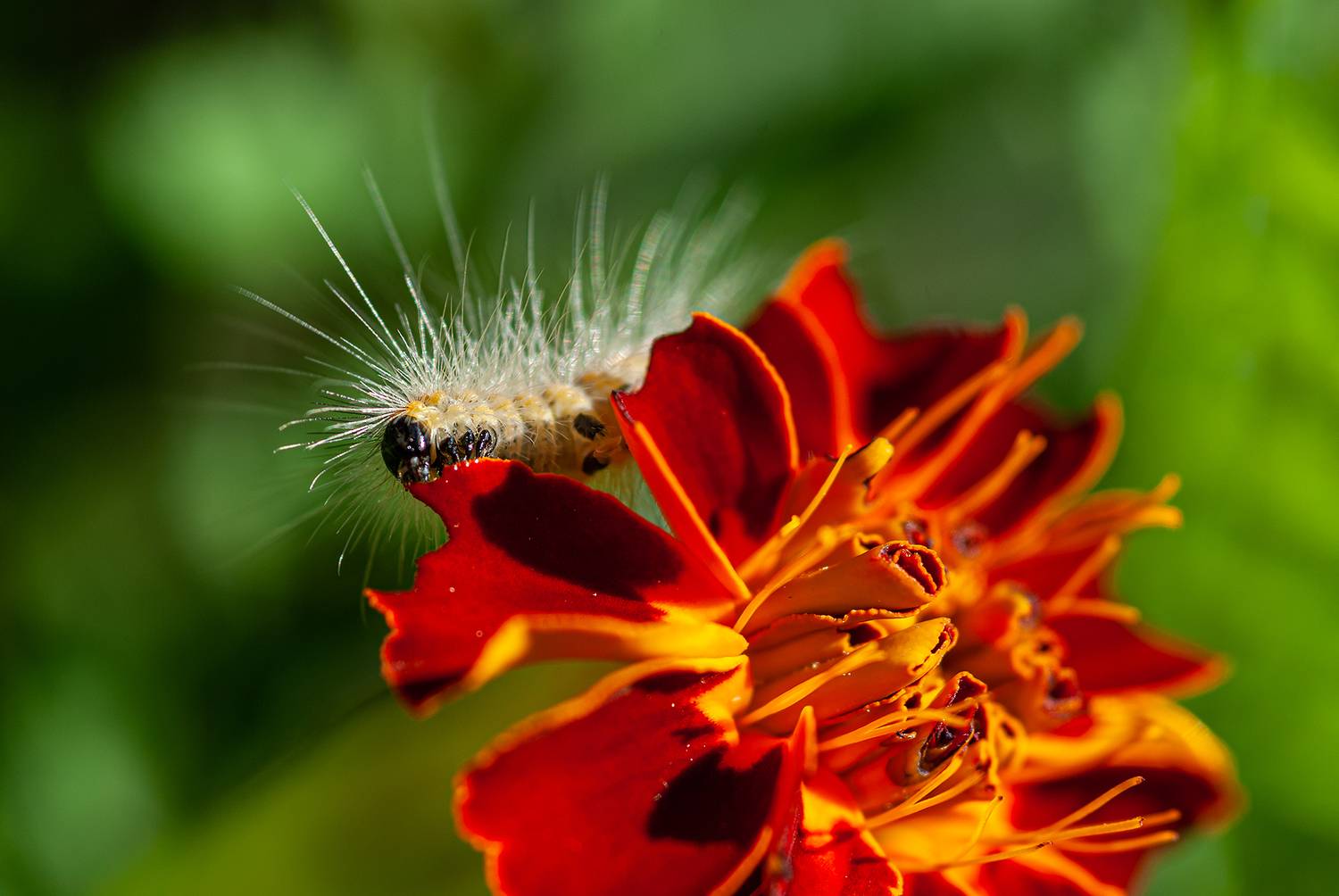 , Елена Нижегородцева