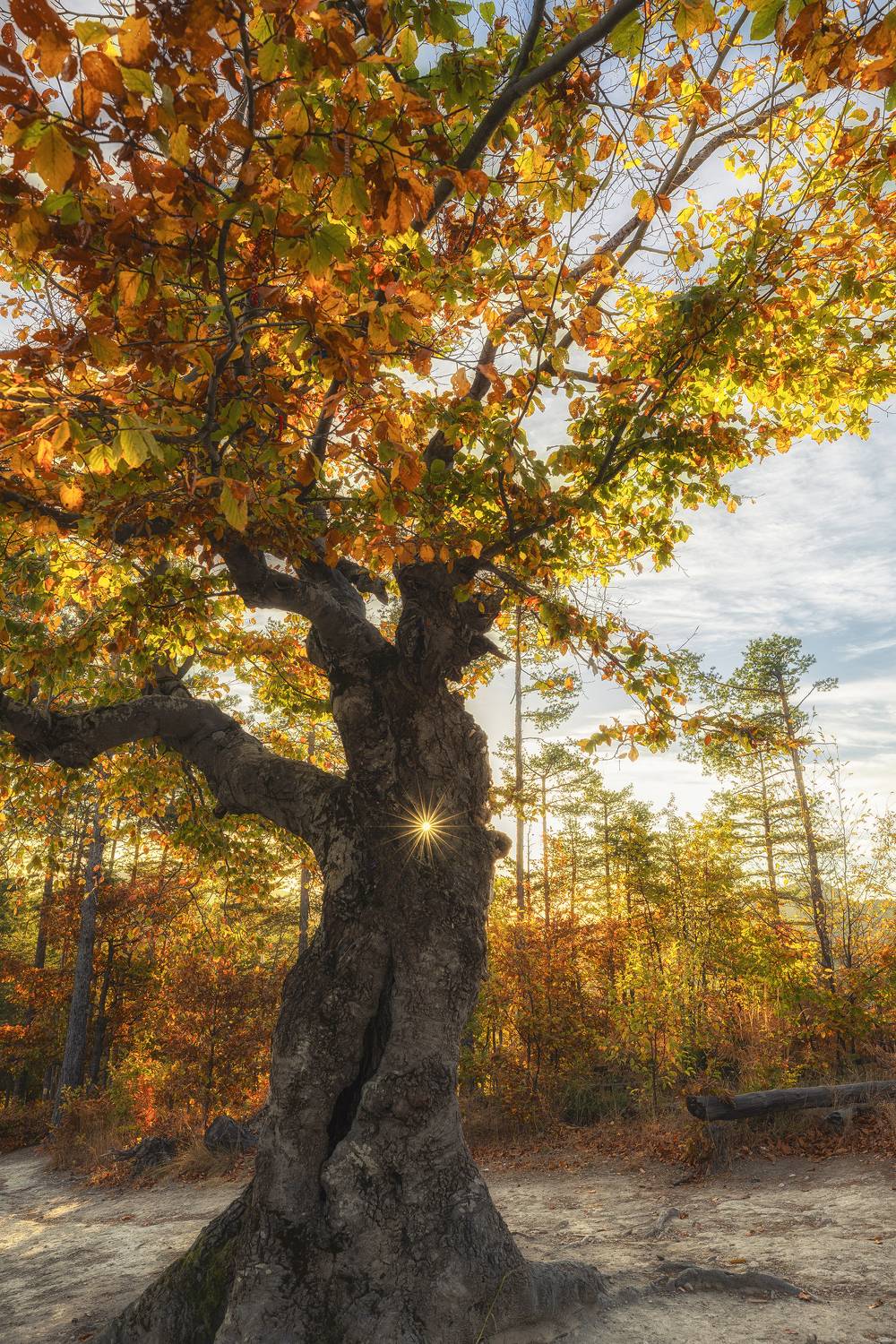 , Костадин Маджаров