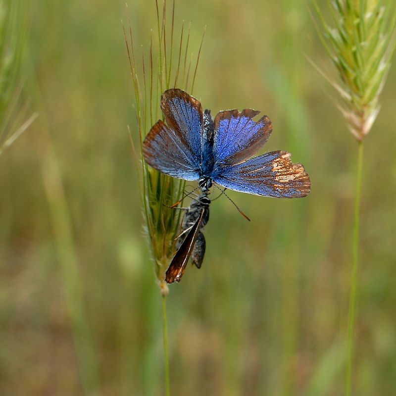 Вот и встретились два одиночества :)))) фото превью