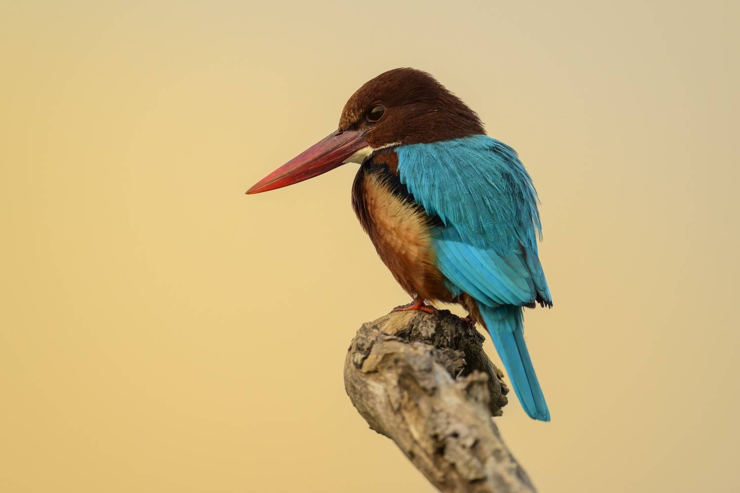 , Пупонин Сергей