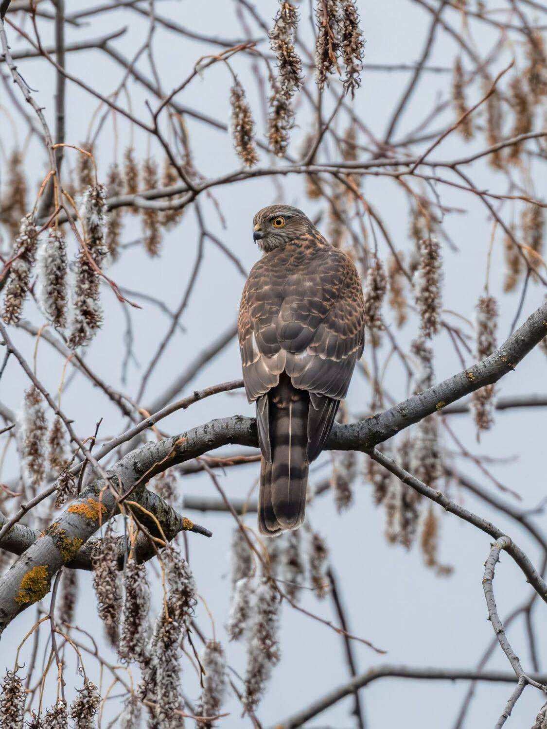 , Дэм Константин