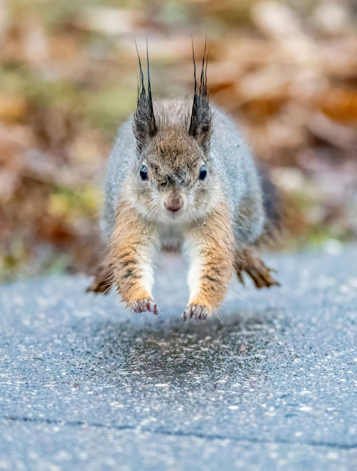 , Дэм Константин