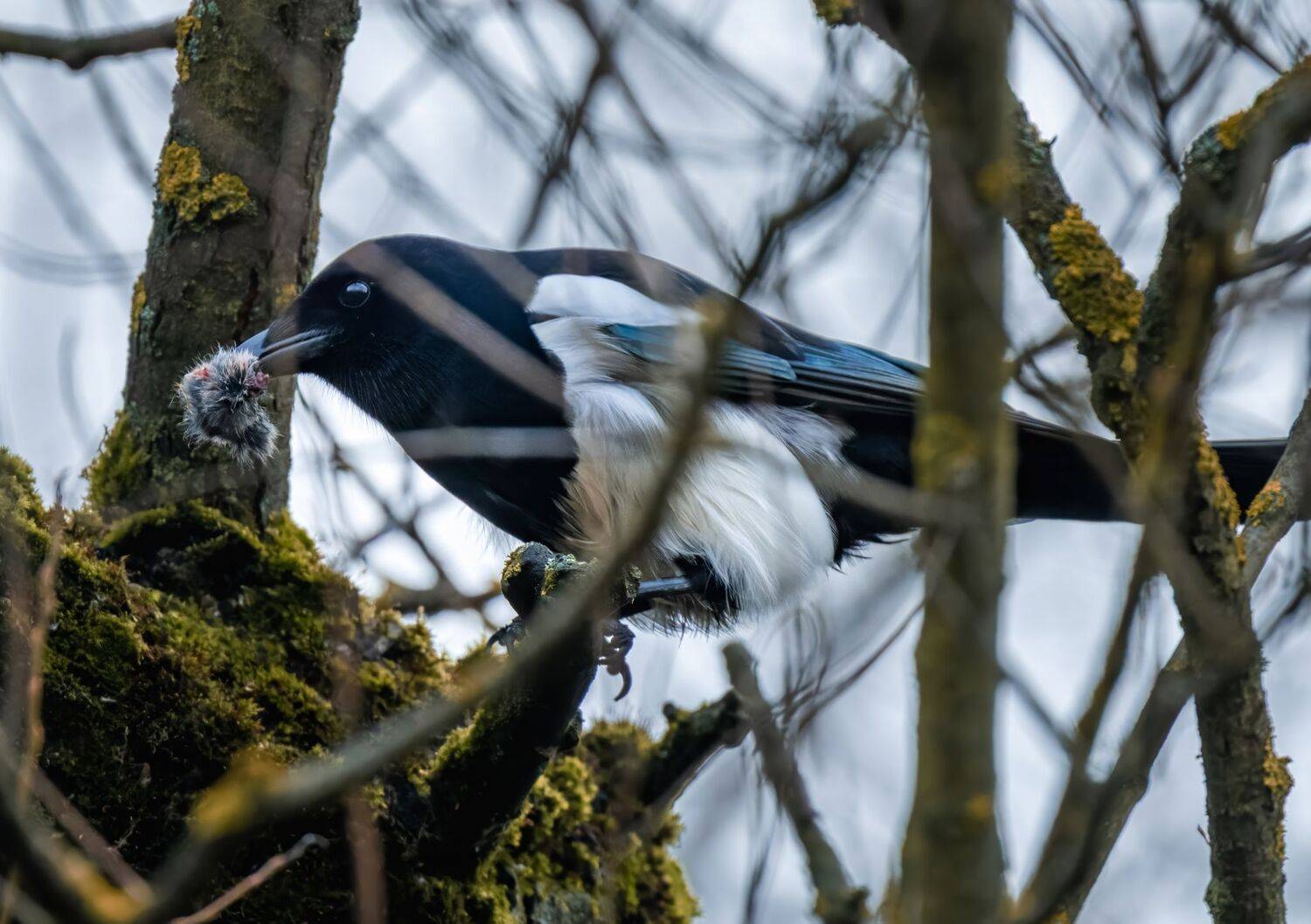 , Дэм Константин