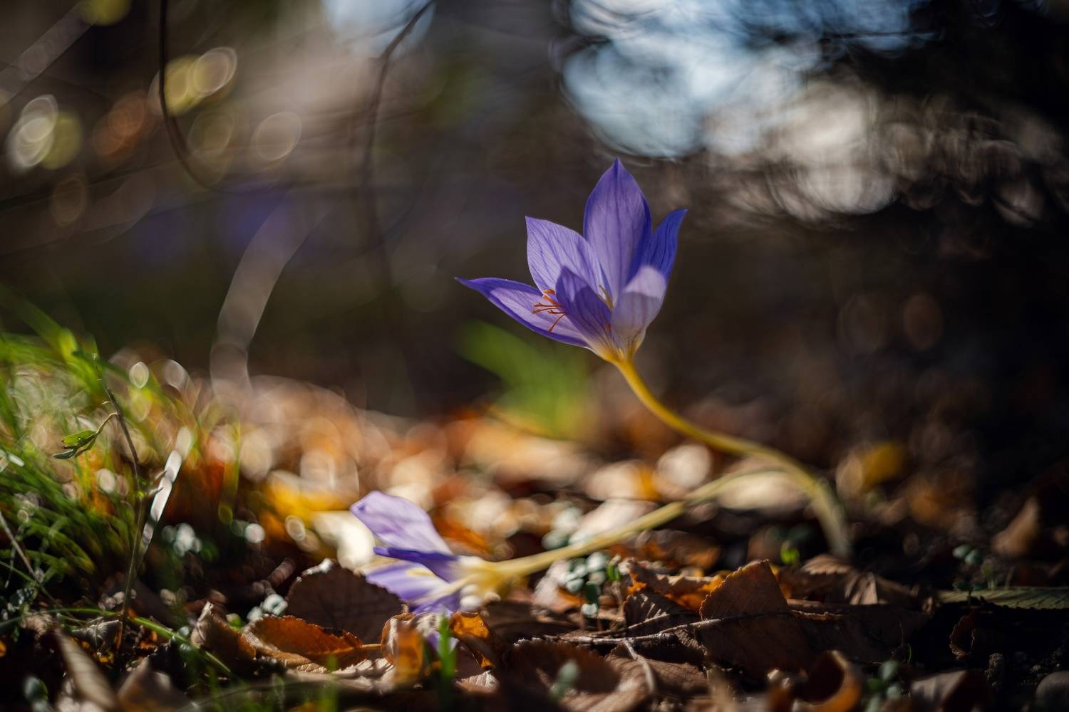 осень, утро, туман, цветы, крокусы, капли, природа, хрупкость, природа крыма, керчь, крым, россия, Щербак Анатолий