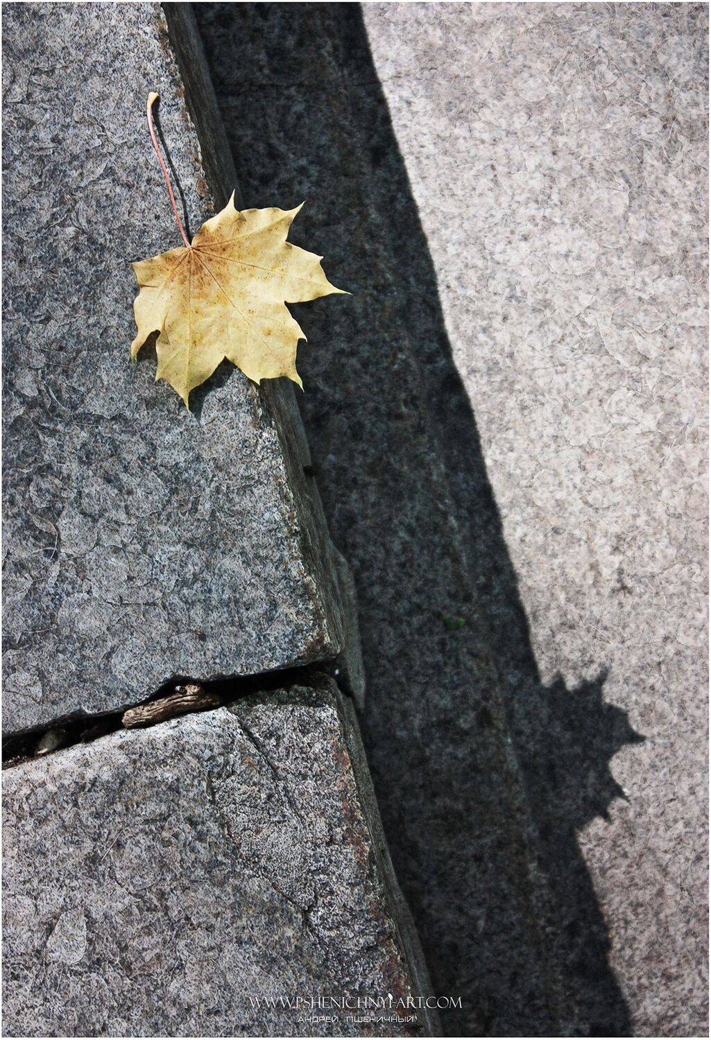 осень, кленовый лист, октябрь, свет, тень, камни, Пшеничный Андрей