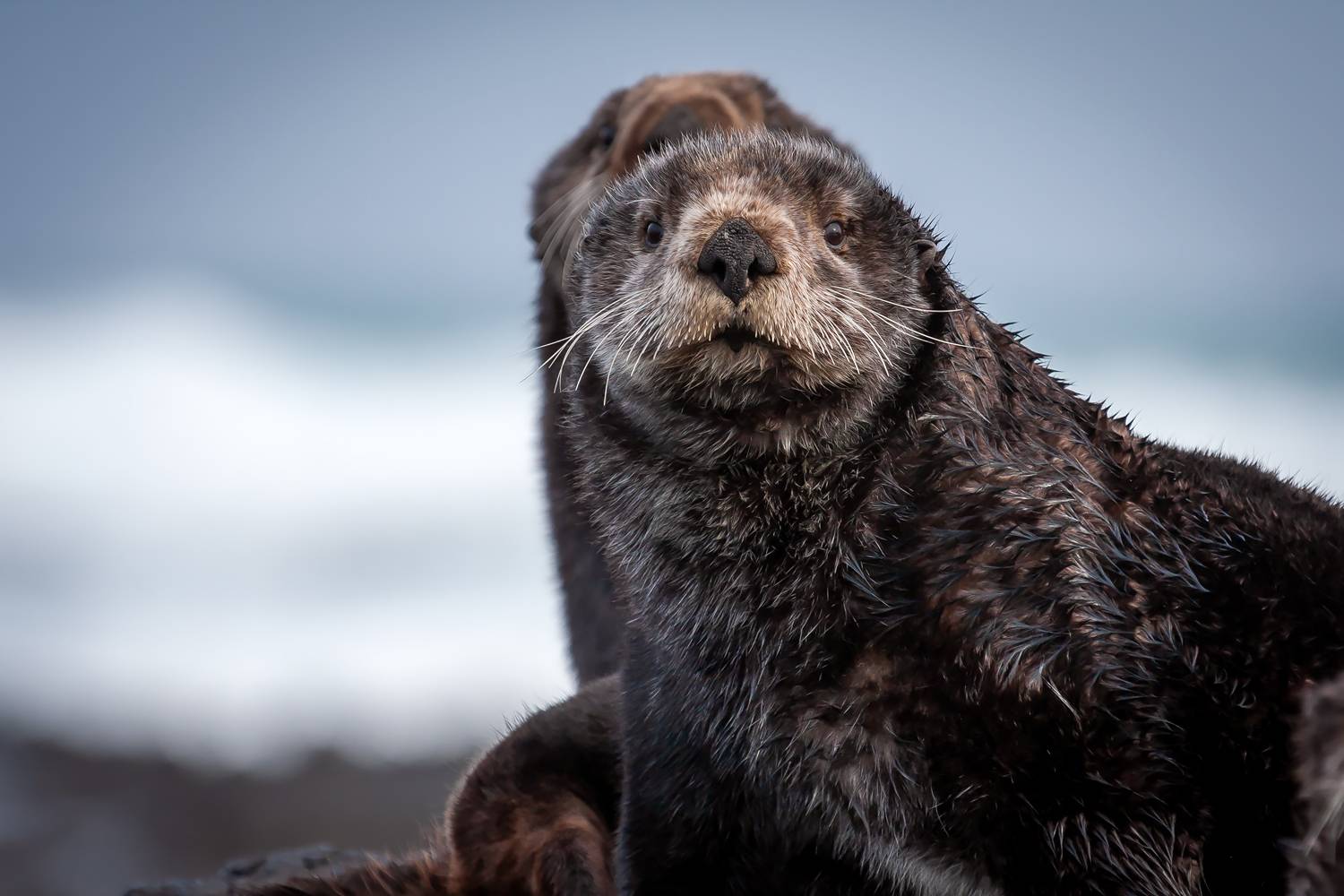 калан, морская выдра, морской бобр, калаха, морские млекопитающие, Дмитрий Уткин
