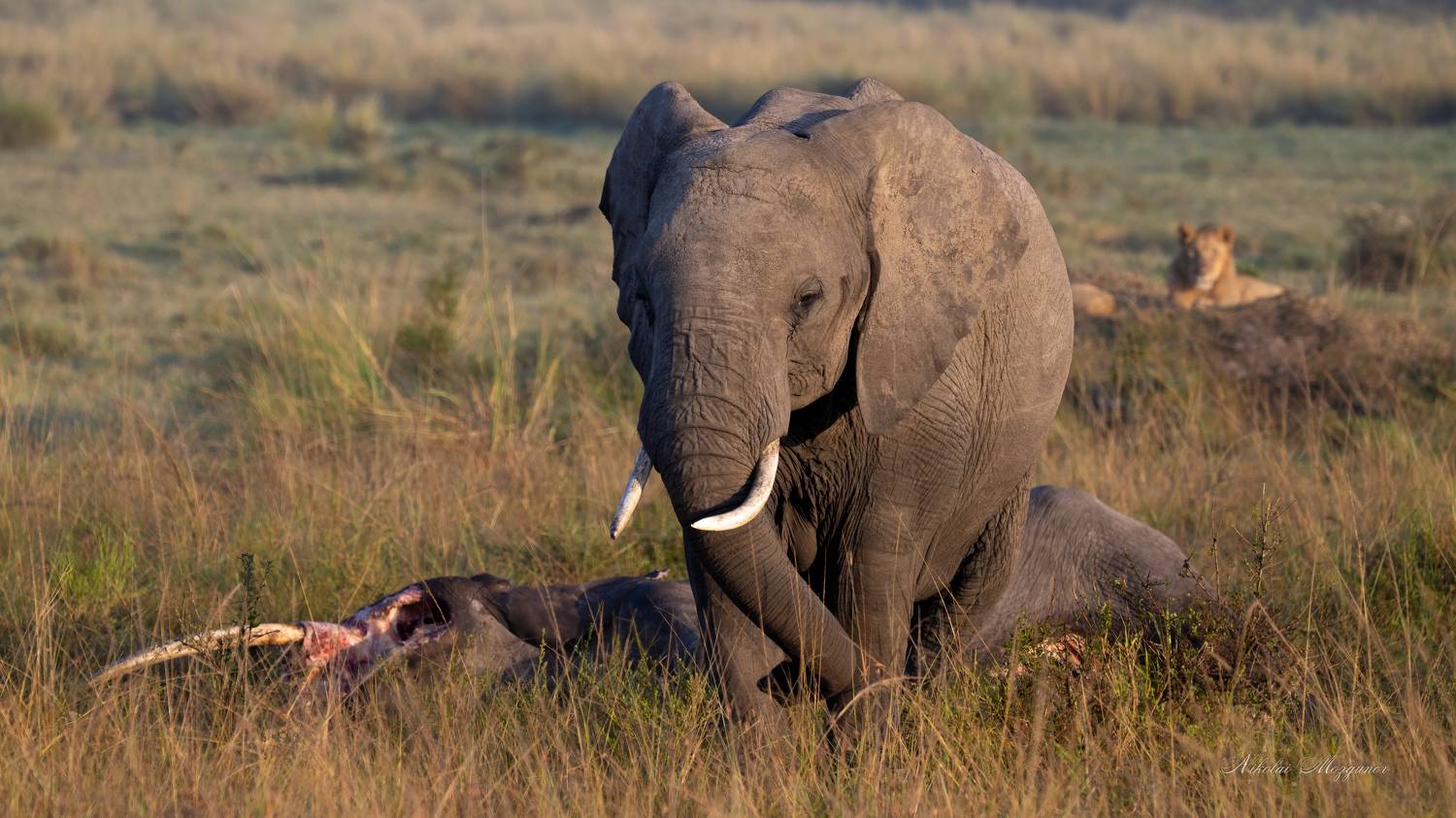 , Николай Мозгунов