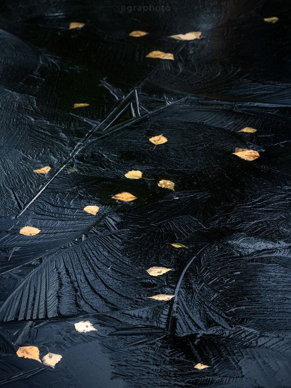 ленинградская область, выборгский район, карельский перешеек, россия Первый лёд, последние листья фото превью