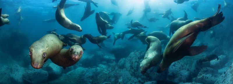 В окружении львов фото превью