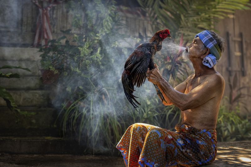 human interest, daily life, elderly man, rooster, relationship Ageless Bond: Elderly Man and His Beloved Rooster фото превью