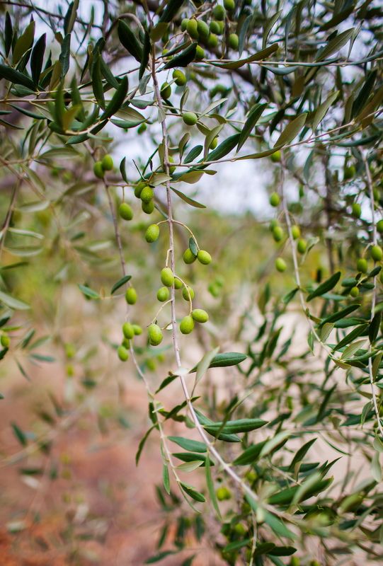 Olive фото превью