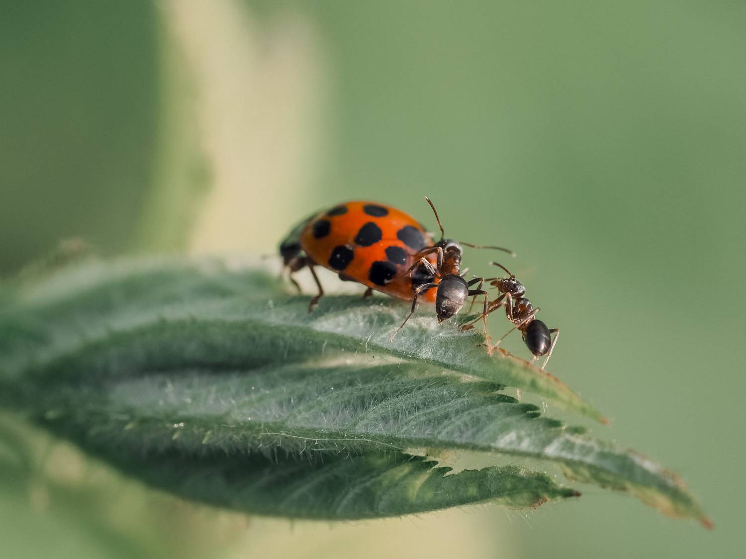 макро, муравьи, божья_коровка, macro, ants, ladybug, Протченко Ирина