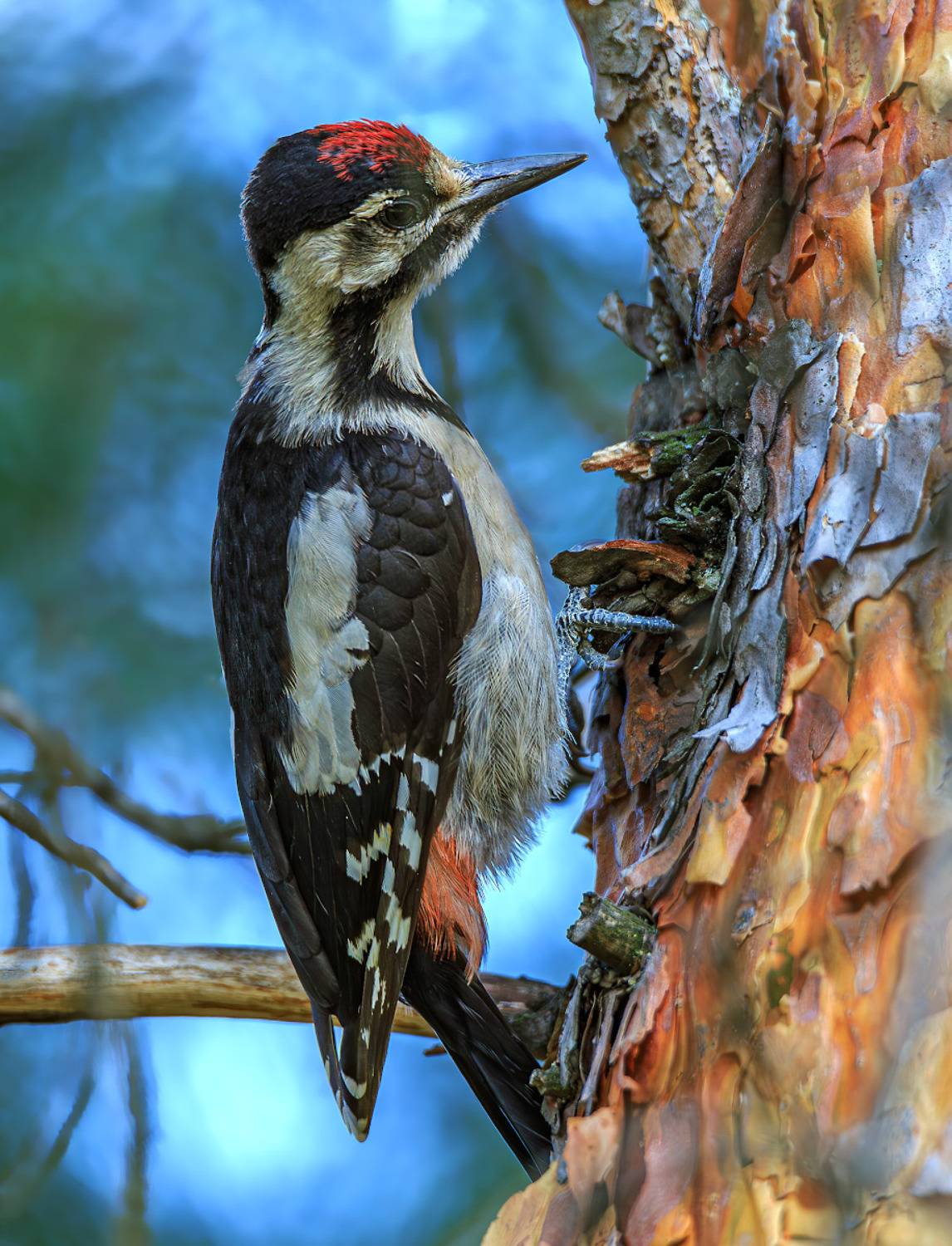 животные, птицы, дятел, пестрый, большой, Борис Новиков
