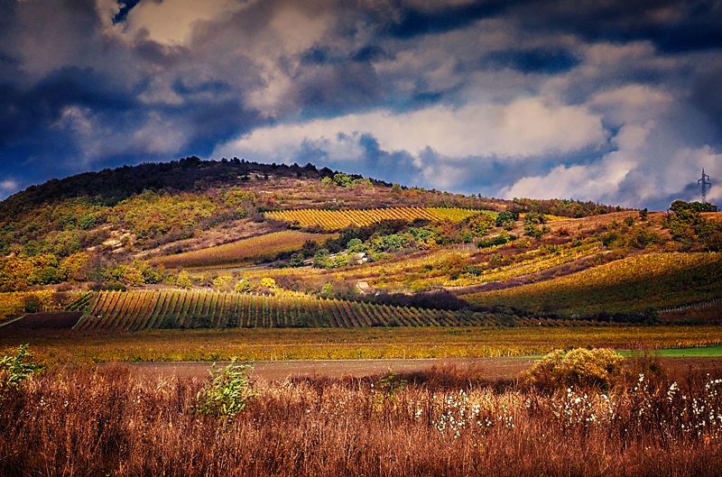 Autumn vineyard фото превью