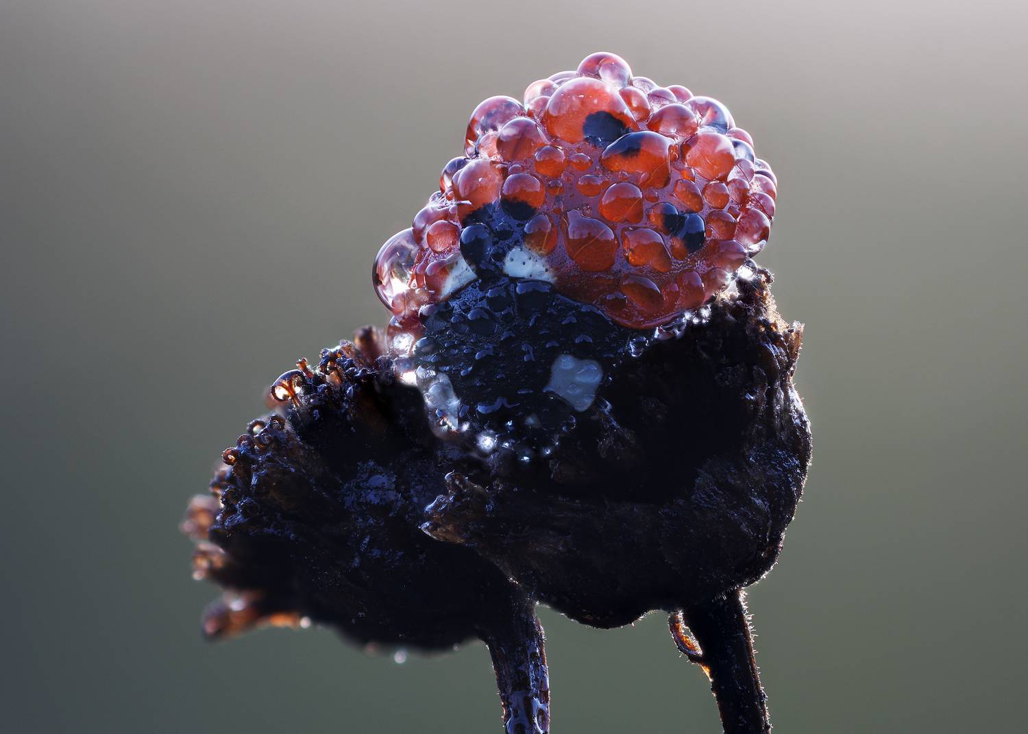 , Кузнецов Дмитрий