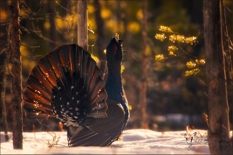 * * * фото превью