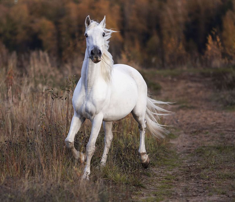 лошадь, рысак, белогривый, осень, поле, природа, horse, beautiful, field, autumn, nature Белогривый рысак фото превью