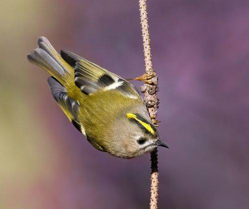 Королёк (Goldcrest)