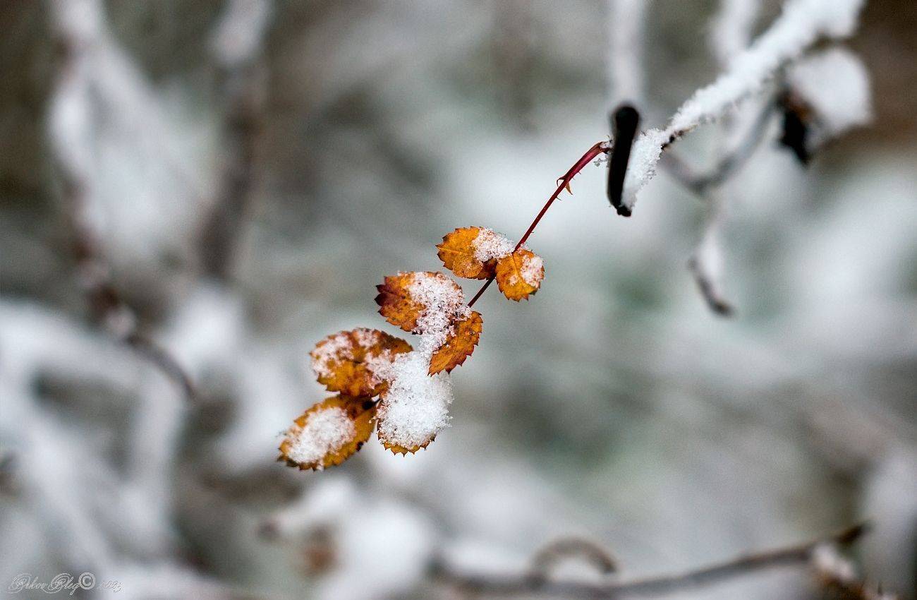 , Орлов Олег