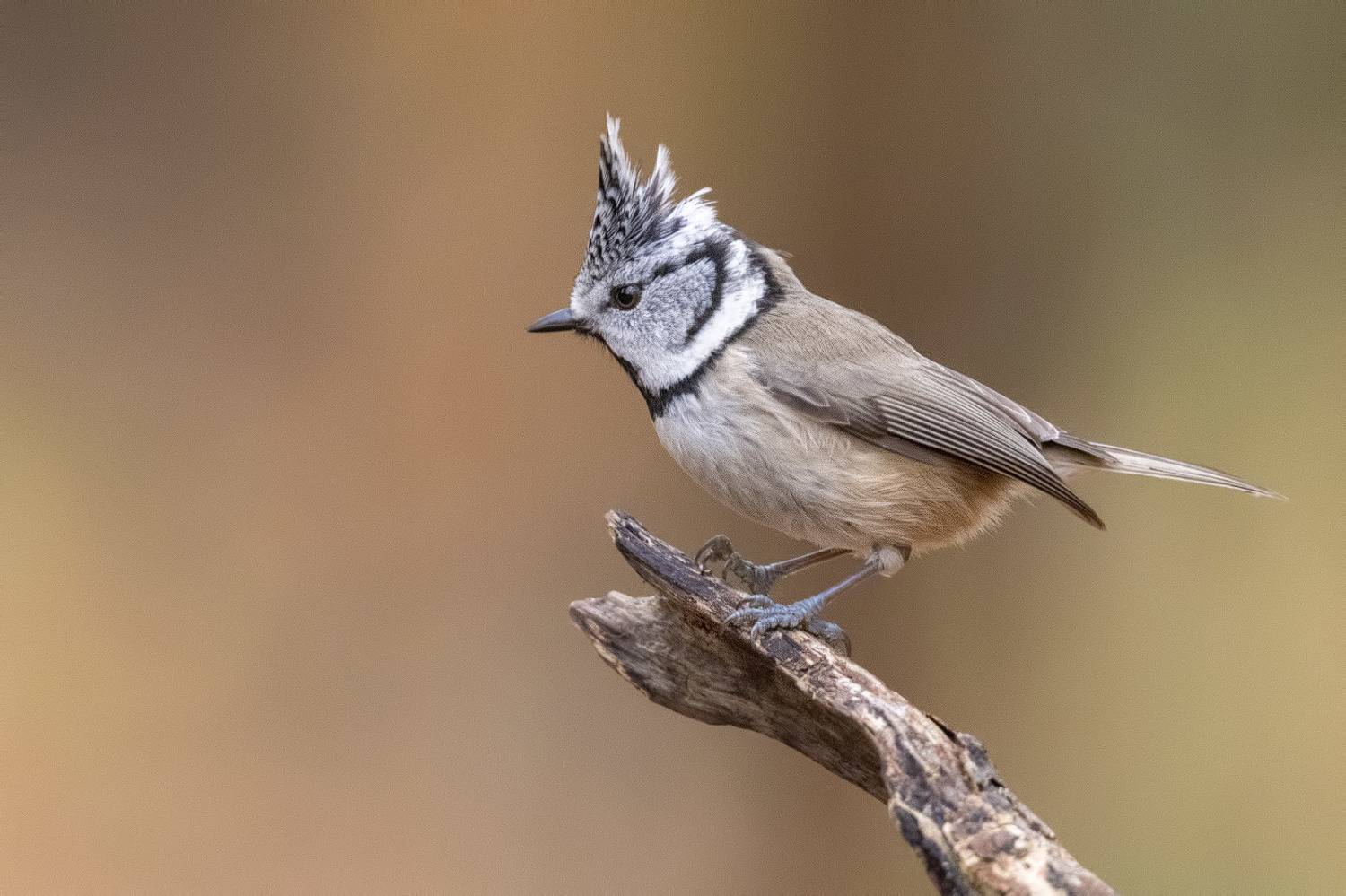 птицы, Подмосковье, Lophophanes cristatus, Елена Давыдова
