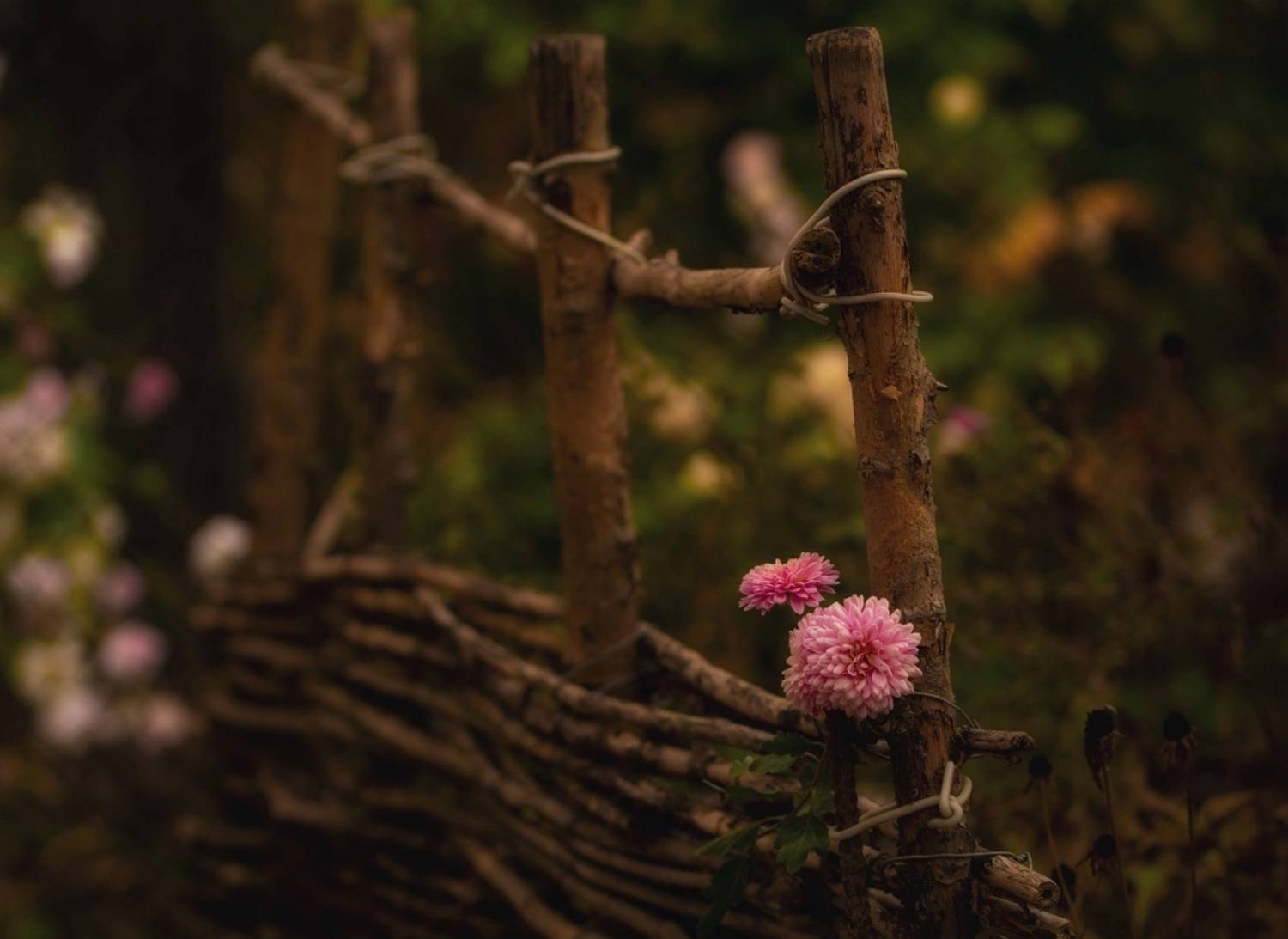 , Хромеев Александр