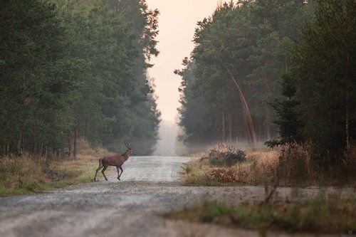 The road to rut
