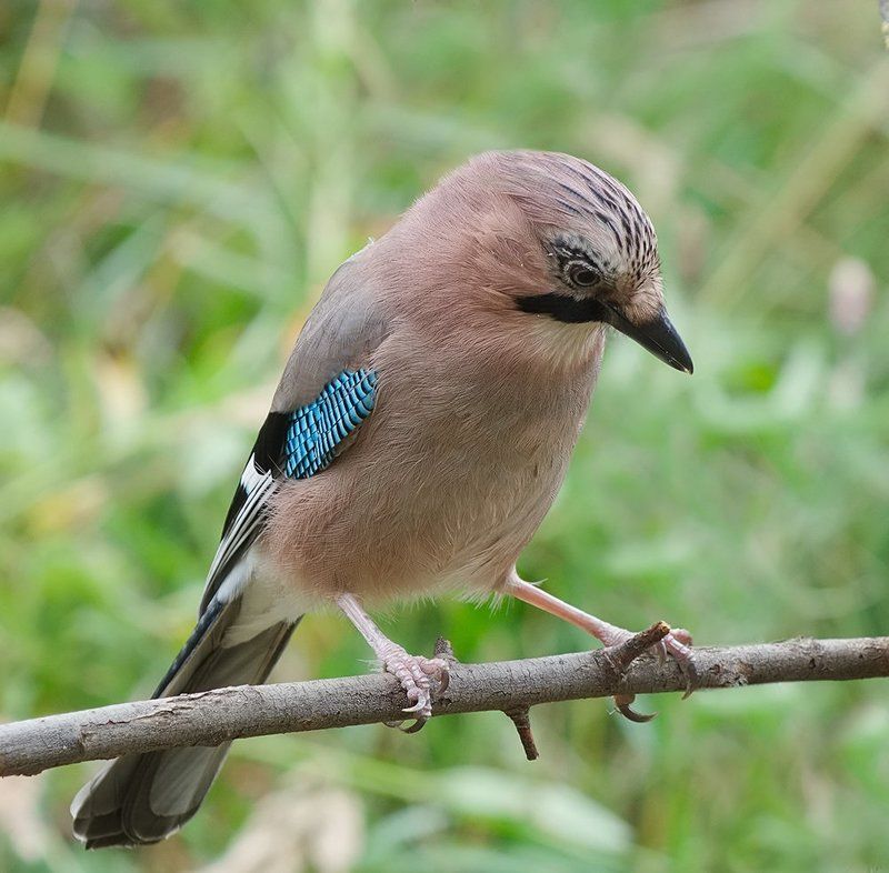 сойка *** фото превью