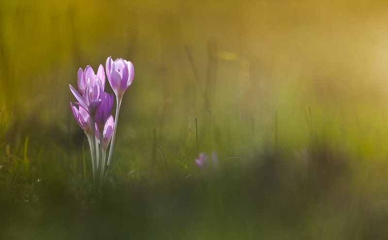Soft purple фото превью