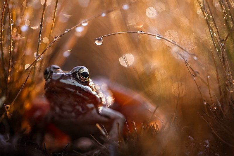 Pro царевну и капельку. фото превью