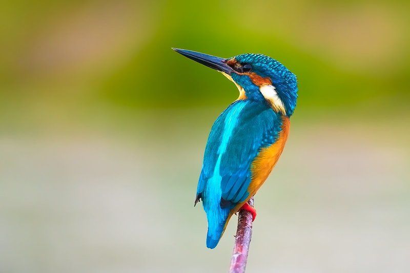 ... фото превью