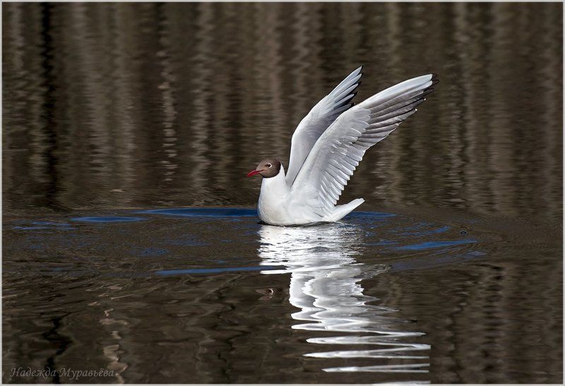 Larus, Ridibundus, Озёрная, Чайка Про белое фото превью
